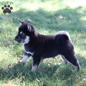 Dash, Shiba Inu Puppy